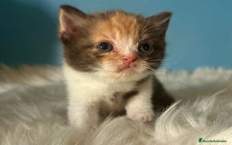 Británico de Pelo Corto gatos en venta: 🐱  Gatitos British Shorthair –  750 € 🐾 - Imagen 2