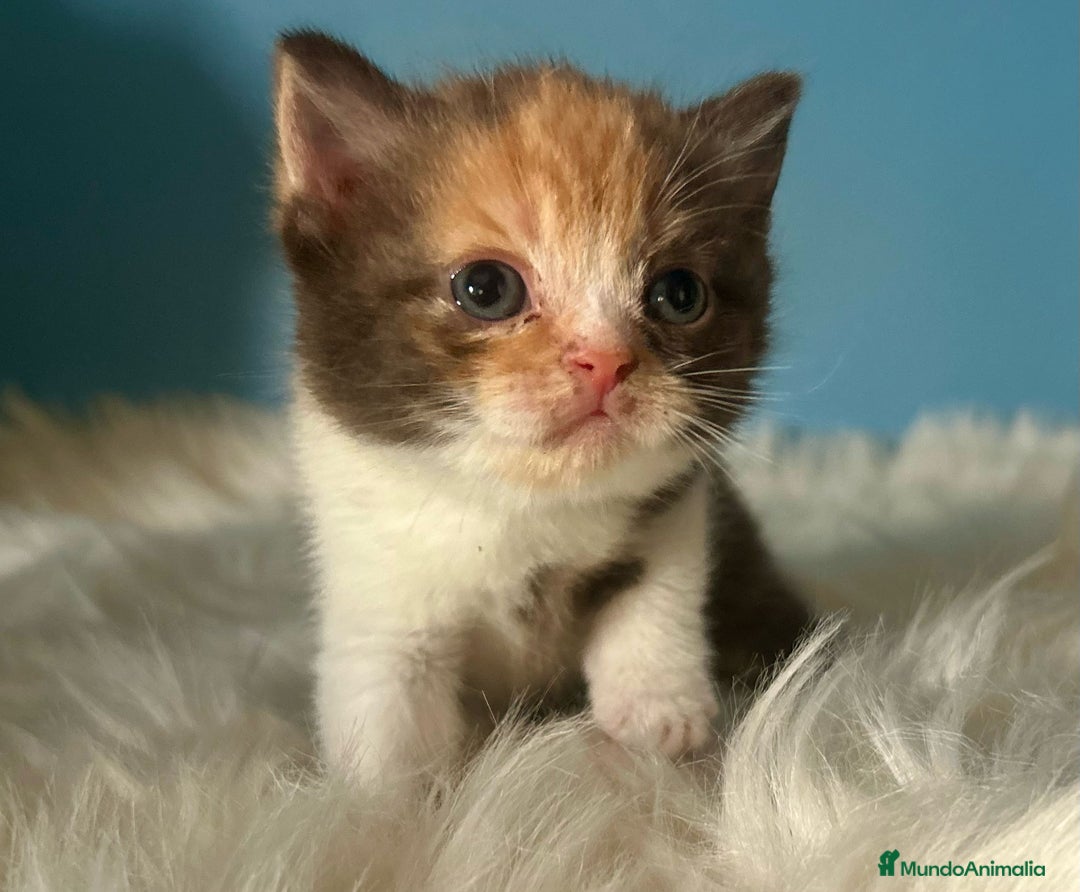 Británico de Pelo Corto gatos en venta: 🐱  Gatitos British Shorthair –  750 € 🐾 - Imagen 2