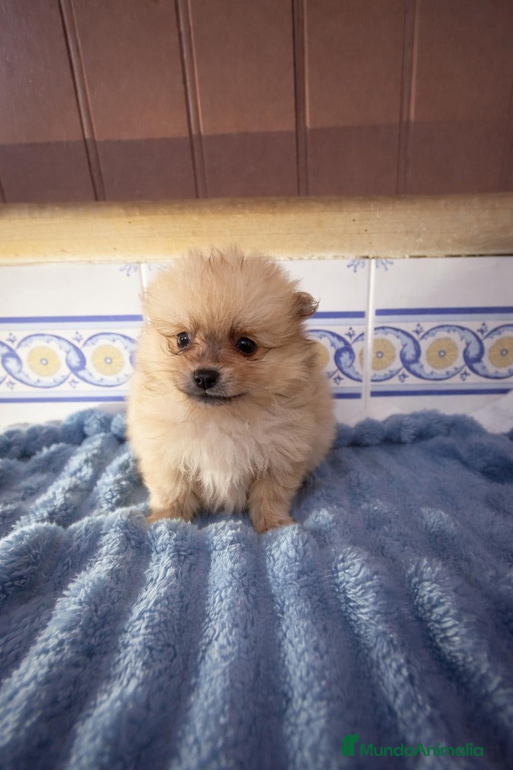 Pomerania perros Pomeranias - Anuncio 2