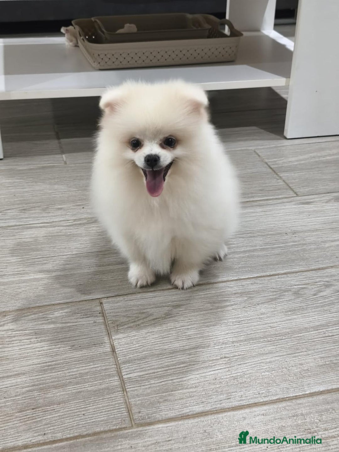 Pomerania perros en venta: Lulu pomerania  - Anuncio 11
