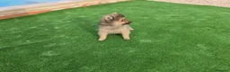 Pomerania perros en venta: Cachorritos Pomerania  - Anuncio 2