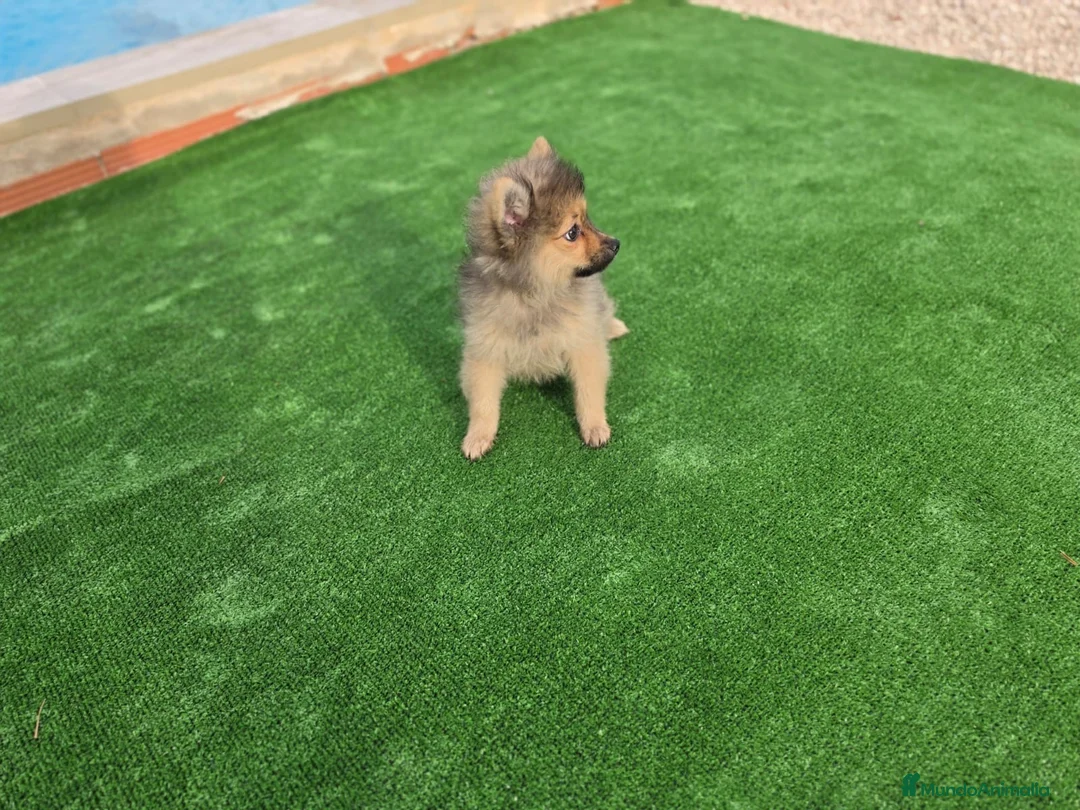 Pomerania perros en venta: Cachorritos Pomerania  - Anuncio 2