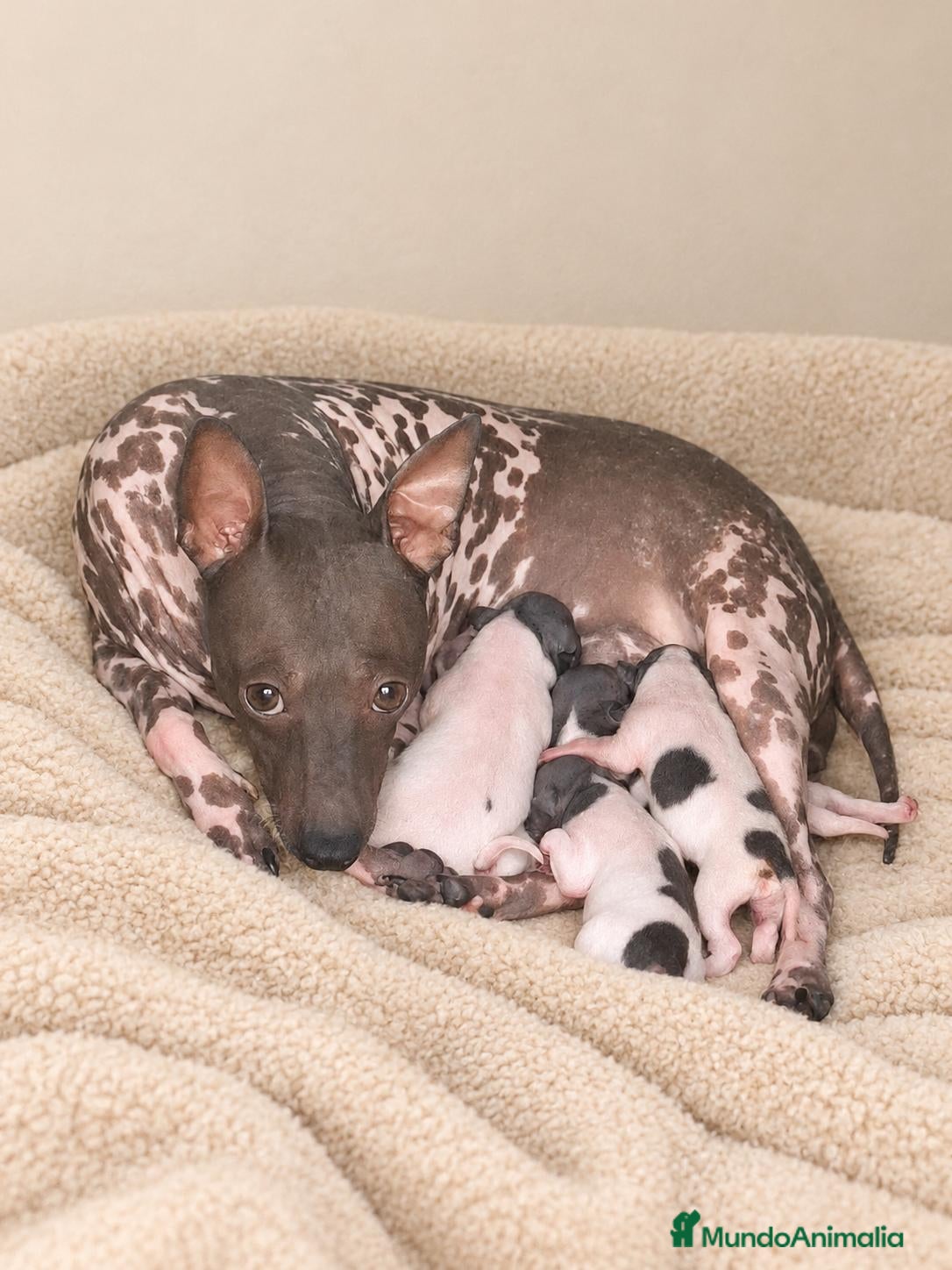 Raza Mixta perros Alucinantes american hairles terrier. - Anuncio 1