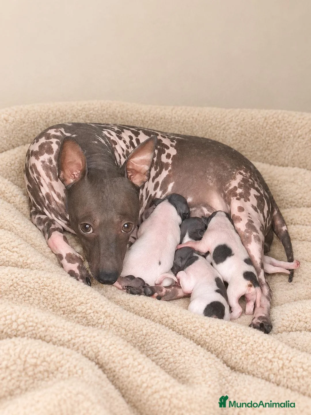Raza Mixta perros en venta: Alucinantes american hairles terrier. - Anuncio 1