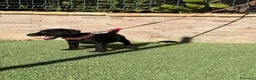 Jack Russell Terrier perros en venta: Cachorros Patterdale terrier  - Anuncio 4