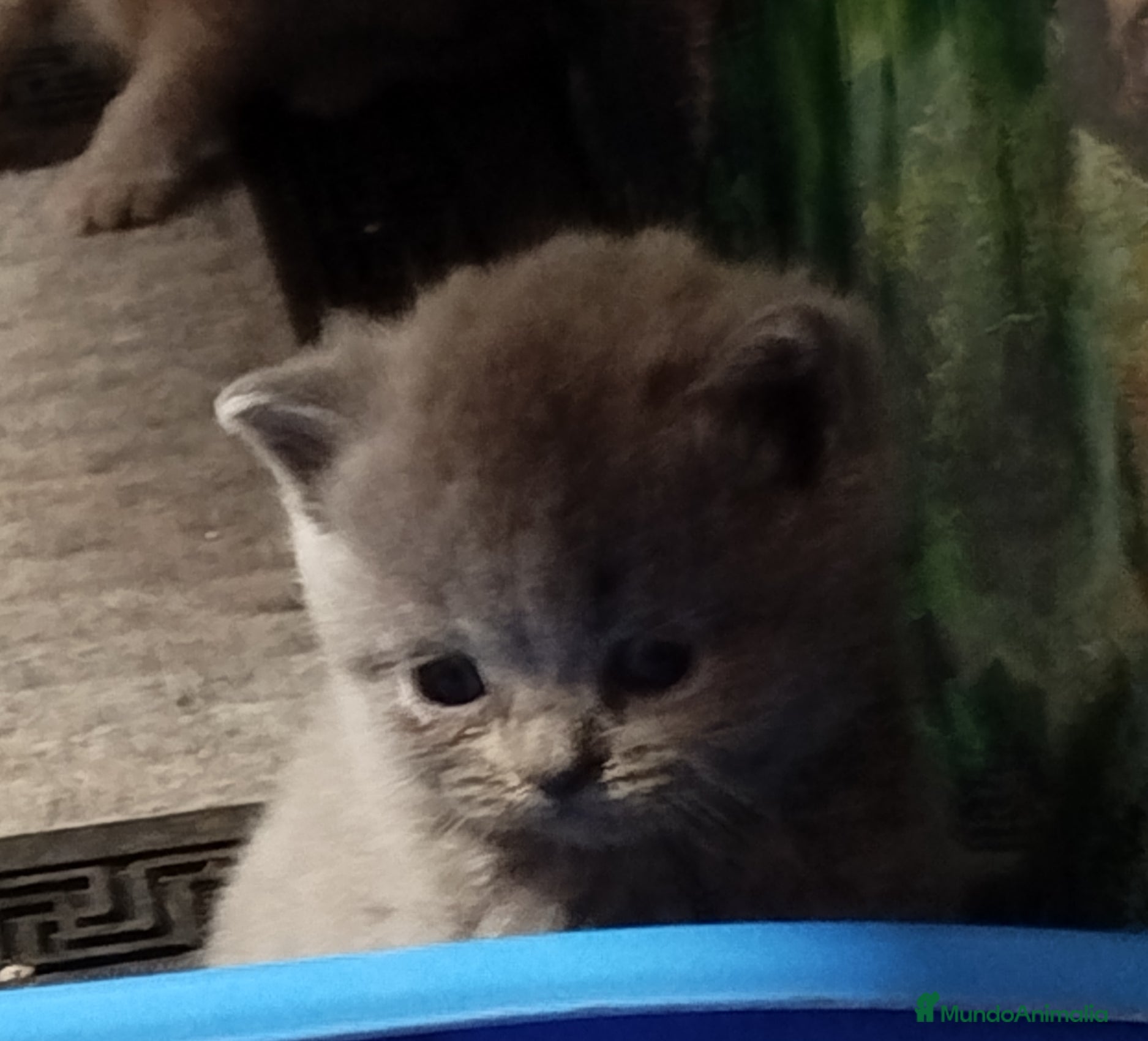 Británico de Pelo Corto gatos British Shorthair azules y lilac - Anuncio 9