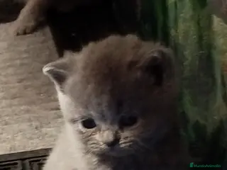 Británico de Pelo Corto gatos British Shorthair azules y lilac - Anuncio 9