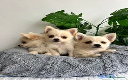Pomchi perros en venta: Pomchi mini - Imagen 4