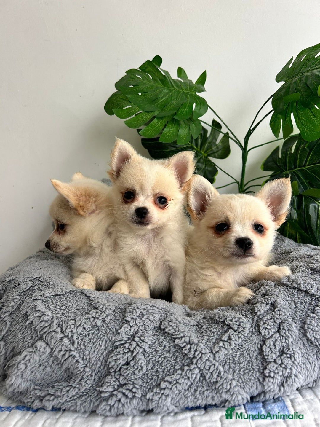 Pomchi perros en venta: Pomchi mini - Imagen 4