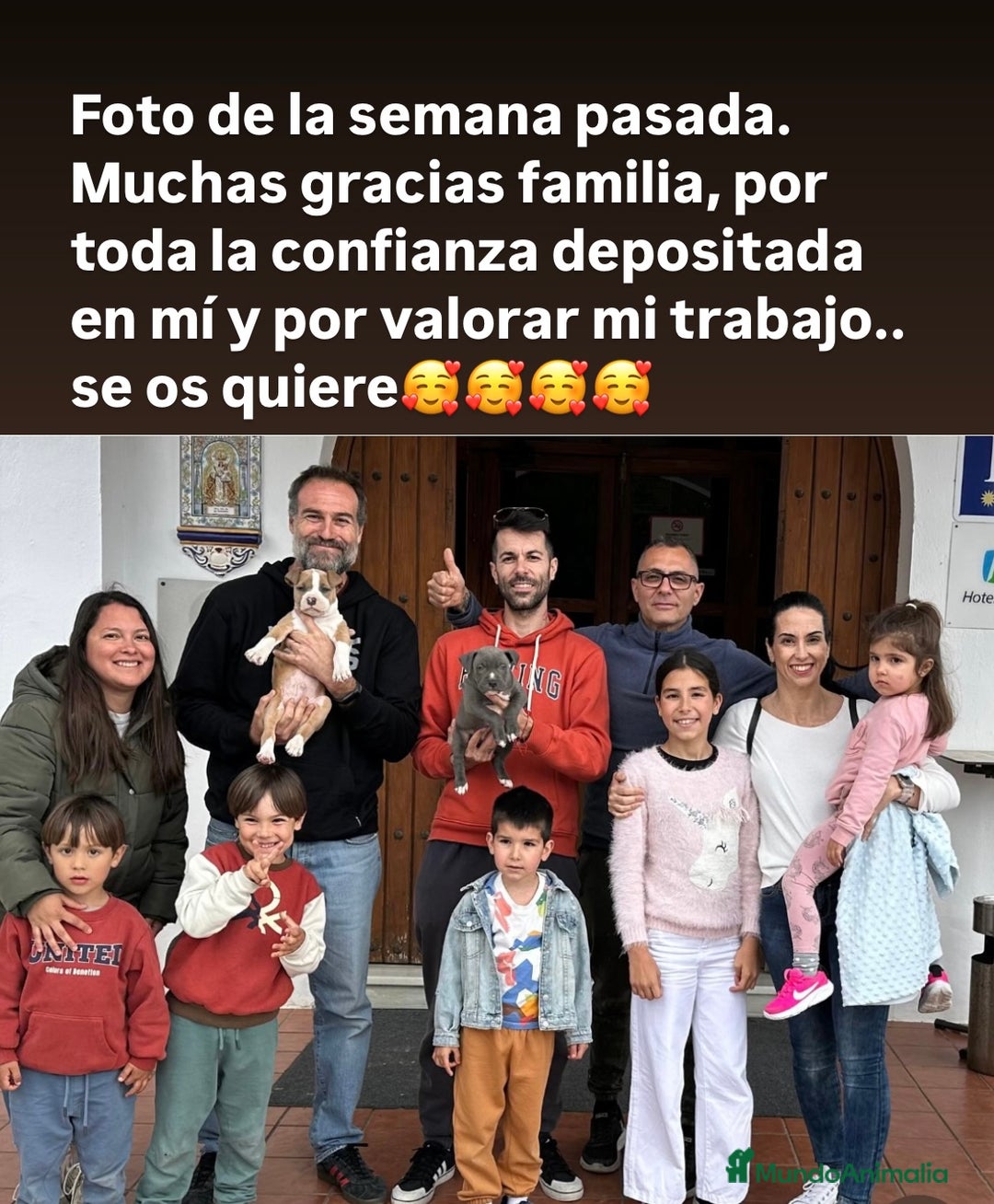 American Staffordshire-Terrier perros en venta: American Stanford (transparencia) - Anuncio 15