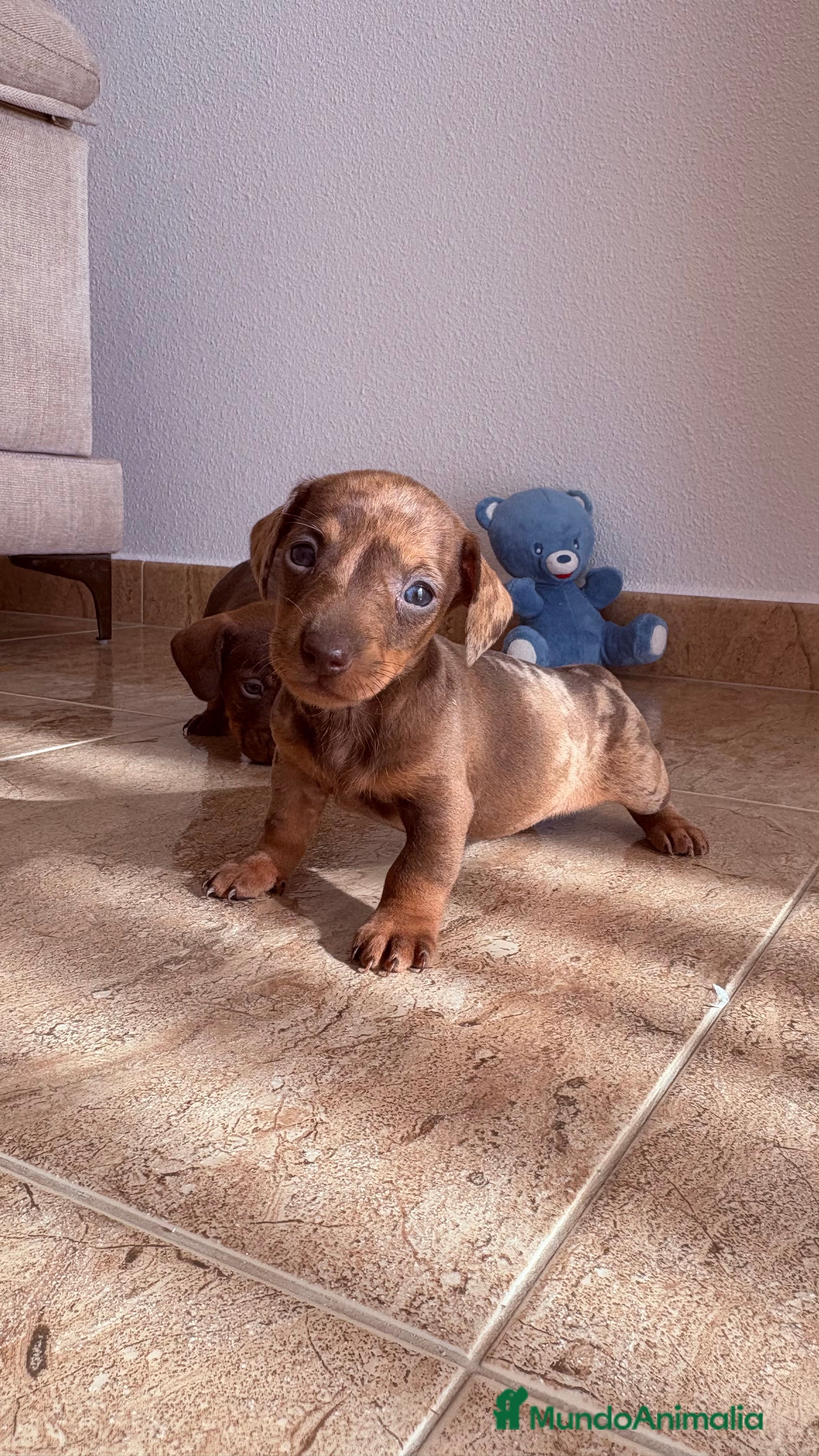 Teckel perros Teckel Arlequín Chocolate - Anuncio 3