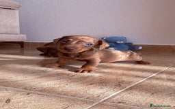 Teckel perros en venta: Teckel Arlequín Chocolate - Anuncio 1