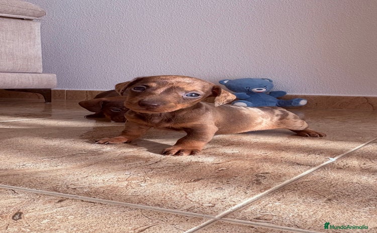 Teckel perros Teckel Arlequín Chocolate - Anuncio 2