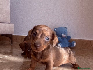 Teckel perros Teckel Arlequín Chocolate - Anuncio 2