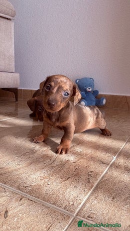 Teckel perros Teckel Arlequín Chocolate - Anuncio 2