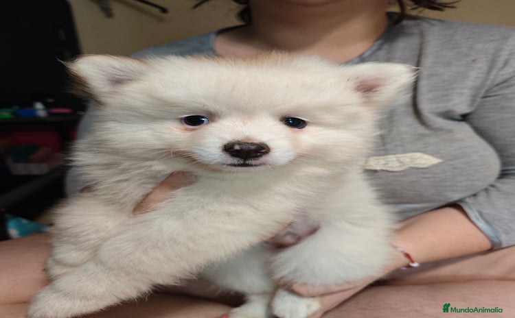 Pomerania perros - Anuncio 1