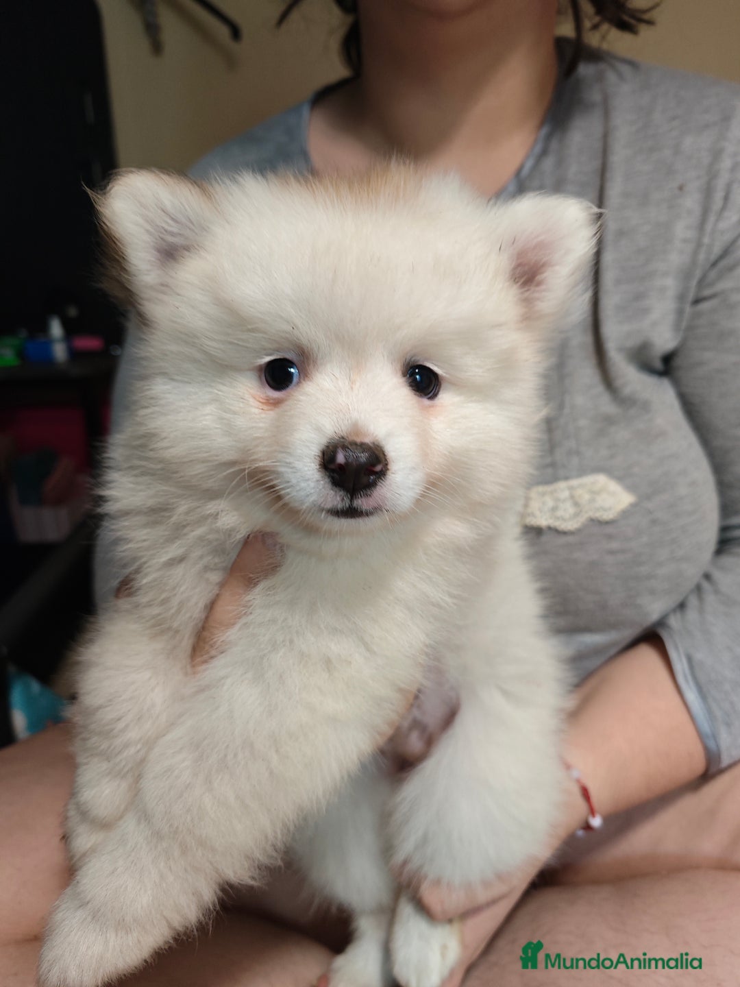 Pomerania perros en venta: Criadas en habiente familia  - Imagen 1