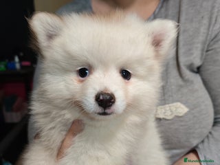Pomerania perros - Anuncio 14