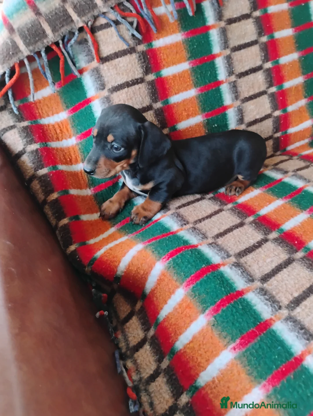 Teckel Miniatura perros en venta: Machito teckel negro y fuego miniatura  - Anuncio 3