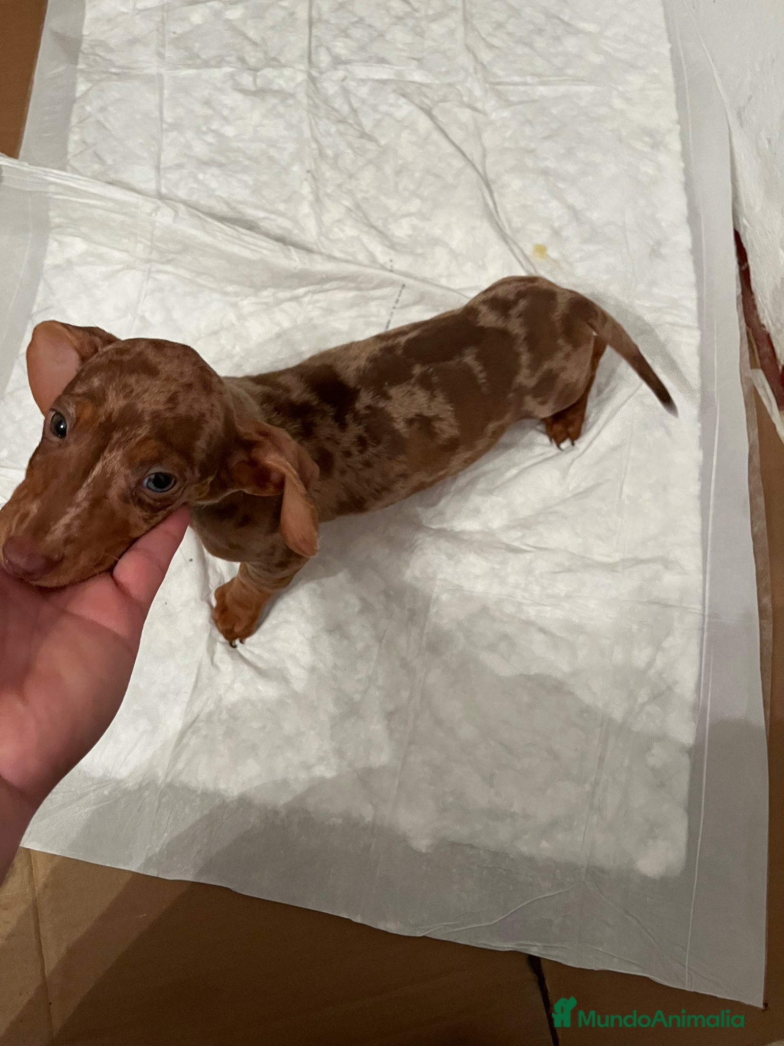 Teckel perros TECKEL ARLEQUÍN ISABELLA  - Anuncio 1