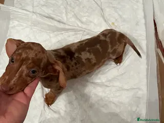 Teckel perros TECKEL ARLEQUÍN ISABELLA - Anuncio 1