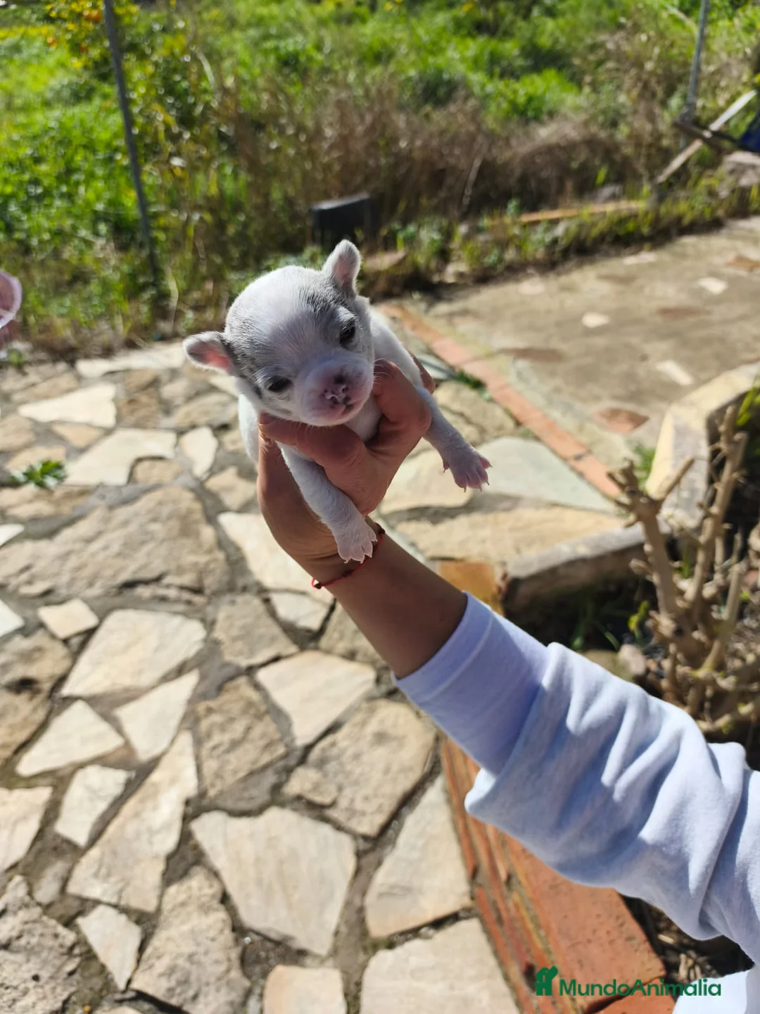 Chihuahua perros en venta: Chihuhuas machos  - Anuncio 2