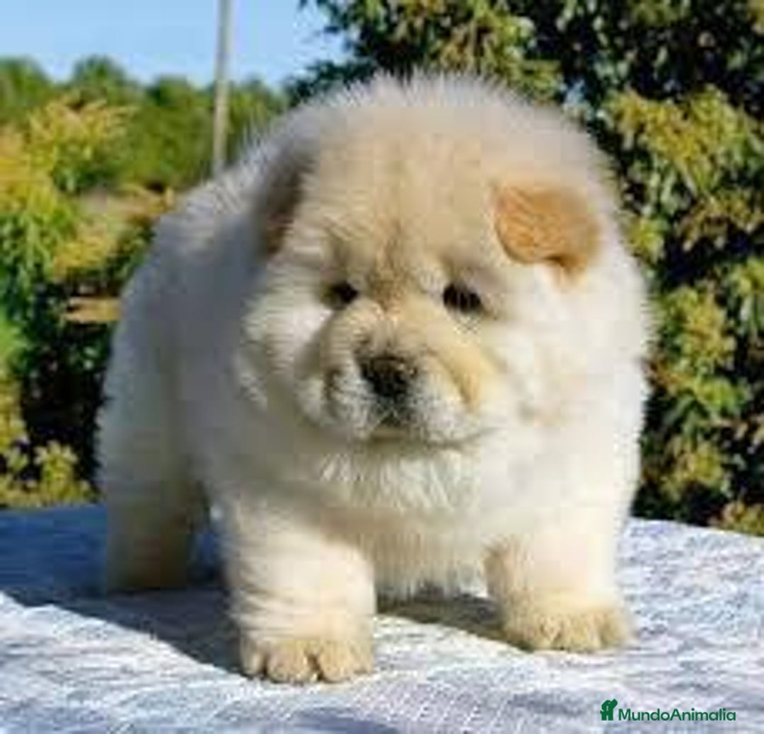 Chow Chow perros en venta: Tierno bebé de Chow Chow - Imagen 1