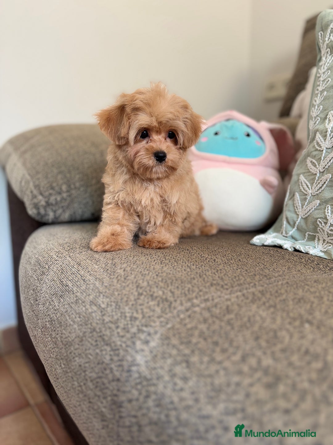 Maltipoo perros en venta: Maltipoo toy Hwmbra  - Anuncio 4