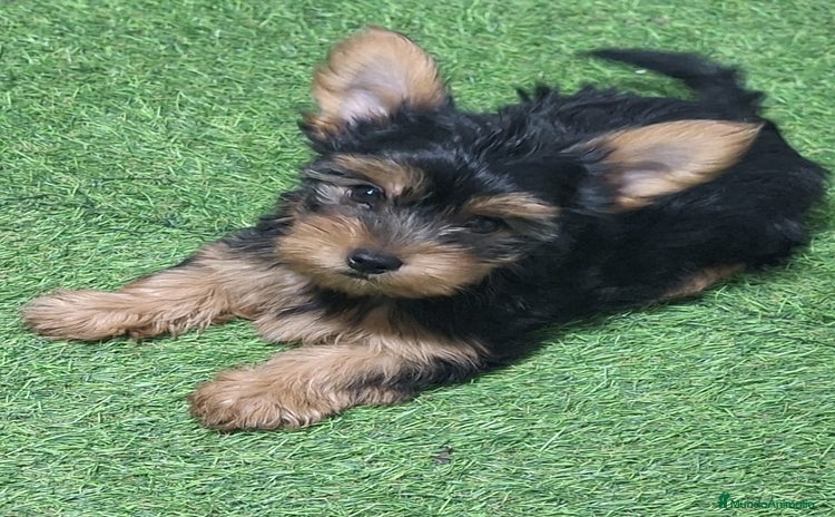 Yorkshire Terrier perros - Anuncio 3