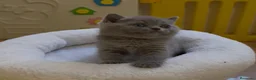 Británico de Pelo Corto Azul gatos en venta: Exclusivos gatitos British Shorthair Blue y Lilac  - Anuncio 8