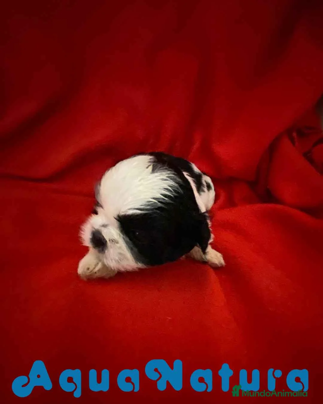 Shih Tzu perros en venta:  Shih Tzu Macho 1 de Ada y Newman AQUANATURA - Anuncio 5