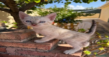 Bengalí gatos - Anuncio 10