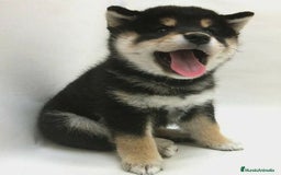 Shiba Inu perros en venta: Shibas Inu black 🖤🐾 - Imagen 1