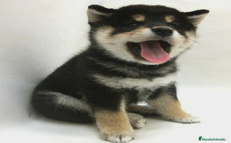 Shiba Inu perros - Anuncio 2
