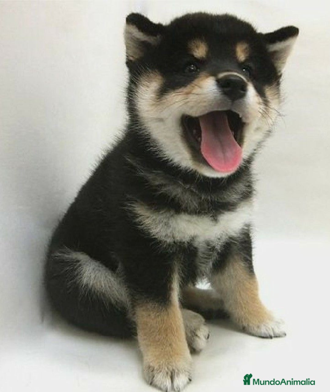 Shiba Inu perros en venta: Shibas Inu black 🖤🐾 - Imagen 1