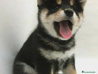 Shiba Inu perros - Anuncio 20