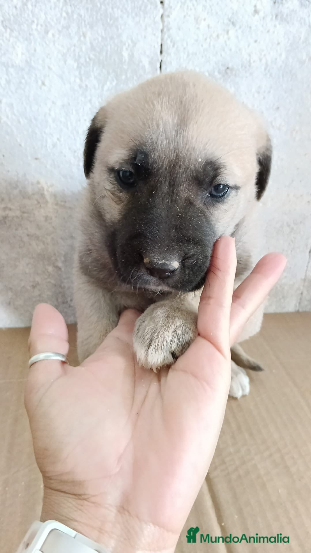 Mastín Español perros Hembra mastín español - Anuncio 1