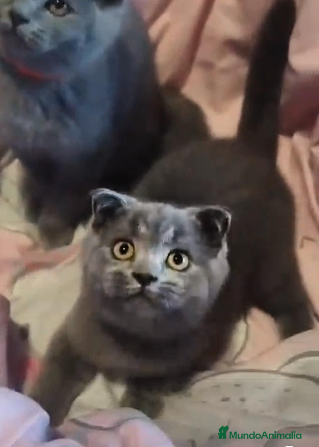 Scottish Fold gatos en venta: Scottish fold blue - Anuncio 6