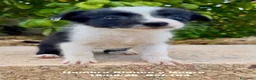 Border Collie perros en venta: BORDER COLLIE DE VILLA BIZNAGA - Anuncio 21