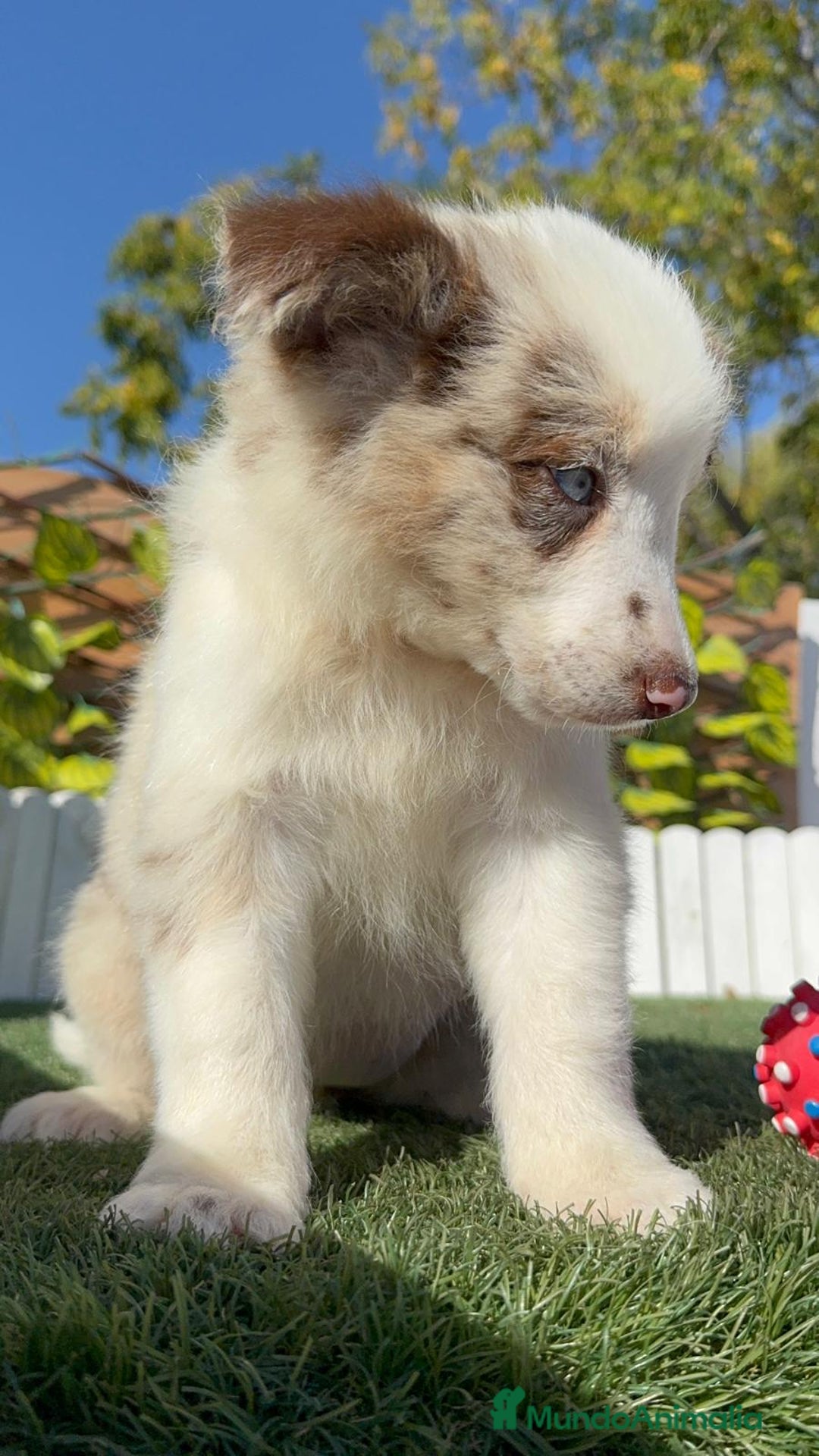 Border Collie perros en venta: BORDER COLLIE - Anuncio 6