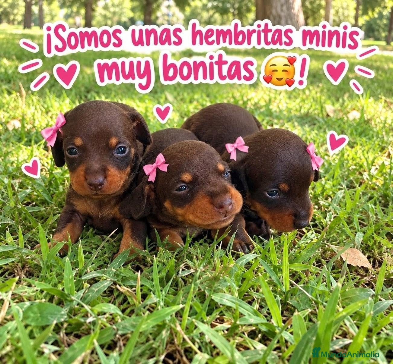 Teckel Miniatura perros TECKEL HEMBRITAS MINIATURAS CHOCOLATE FUEGO  - Anuncio 8