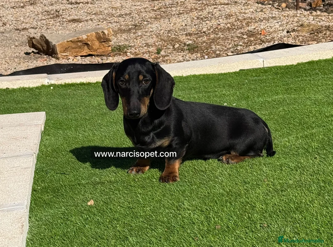 Teckel Miniatura perros en venta: TECKEL 4 MESES NEGRO FUEGO - Anuncio 4