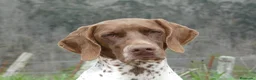 Braco Francés tipo Pirineos Talla Pequeña perros en venta: CACHORROS DE BRACO FRANCÉS DE SUSAN DE BEAUTÉ - Anuncio 8
