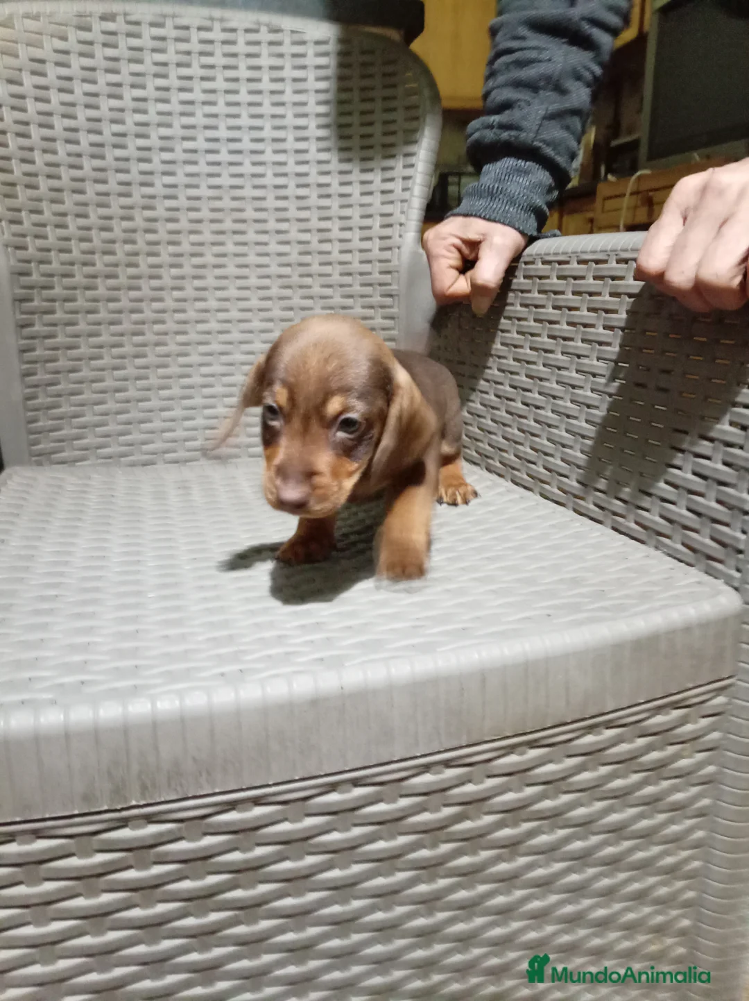 Teckel Miniatura perros en venta: Teckel mini - Anuncio 12