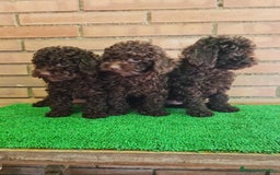 Caniche Toy perros en venta: Caniche   - Imagen 12