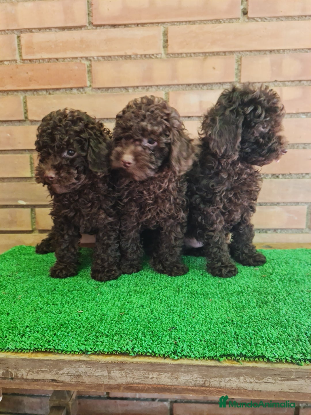 Caniche Toy perros en venta: Caniche   - Imagen 12