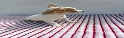 Chihuahua perros en venta: Chihuahua toy  - Anuncio 9