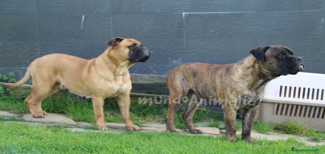 Imagen de galería {{count}}