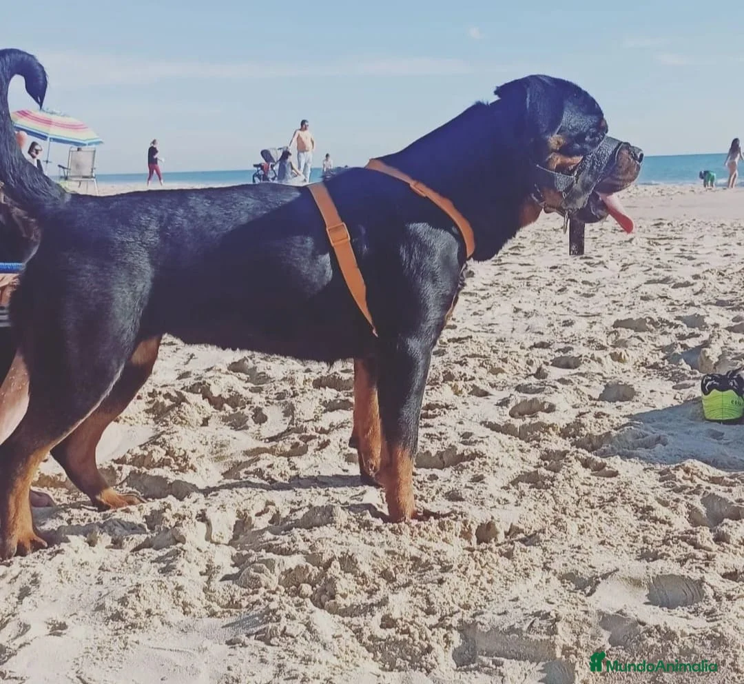 Rottweiler perros en venta: Rottweiler  - Anuncio 11