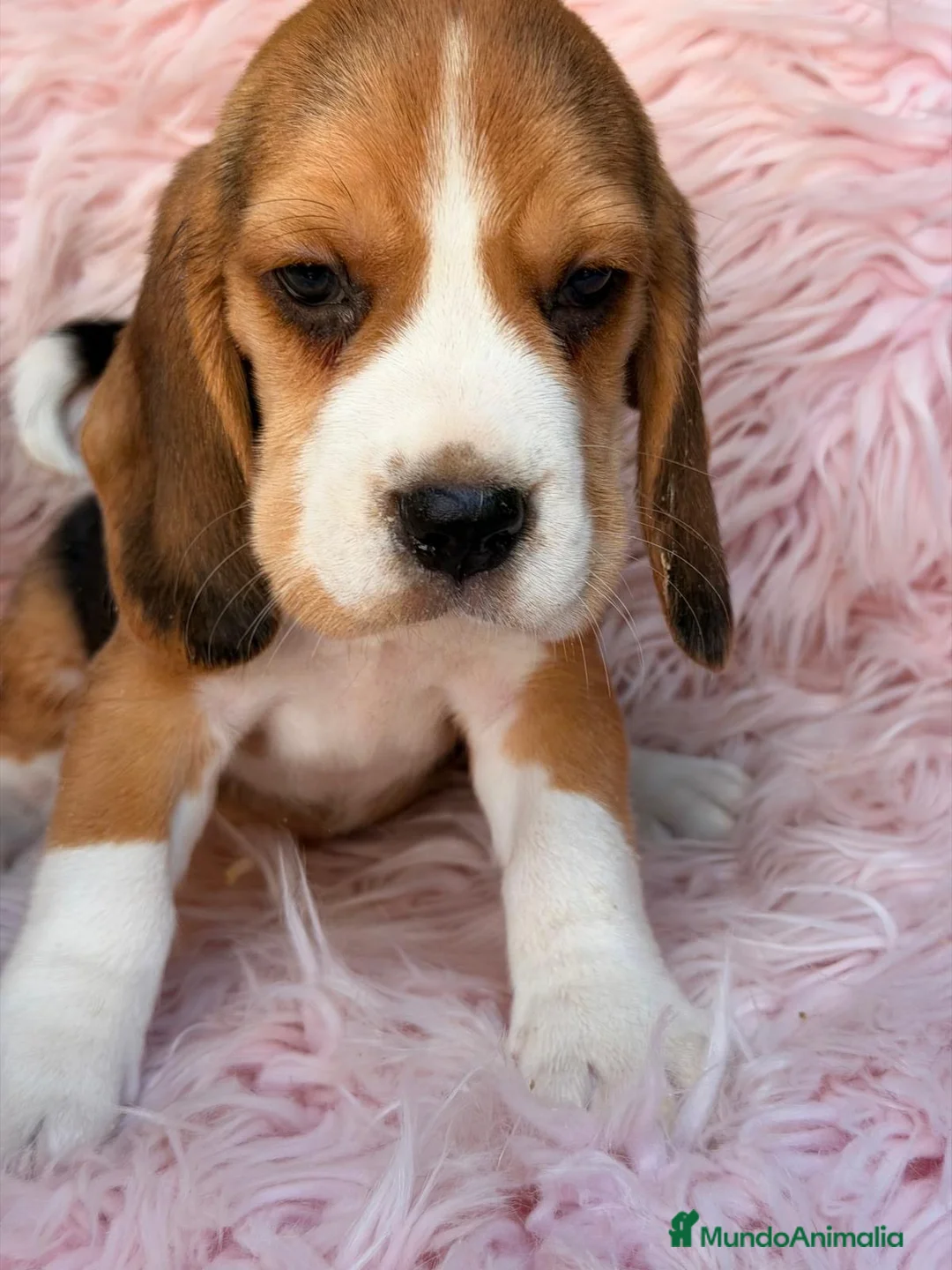 Beagle perros en venta: BEAGLE INGLES LOS MÁS PEQUEÑOS - Anuncio 6